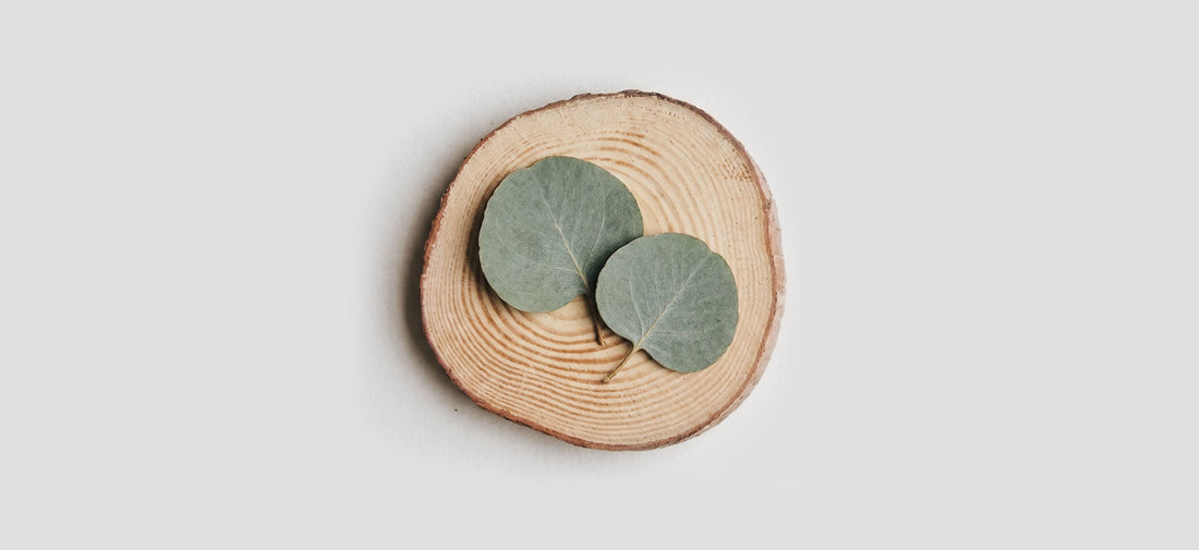 From Forest to Fabric: the full story of TENCEL™ and why we chose it